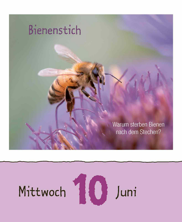 Kinderwissen 2026, Innenansicht #7