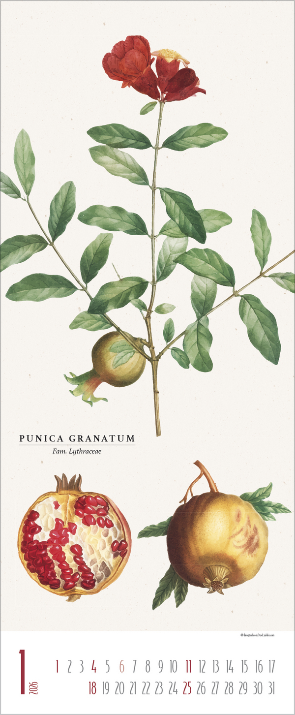 Botanicum 2026, Innenansicht #1