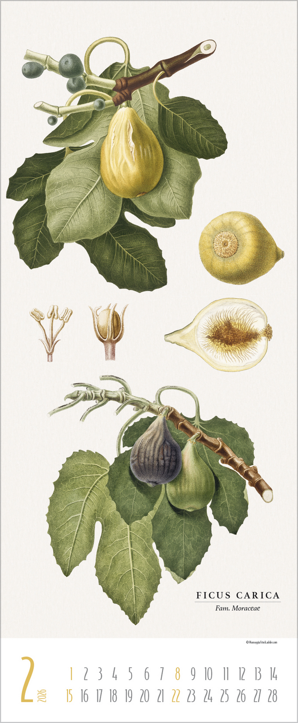 Botanicum 2026, Innenansicht #2