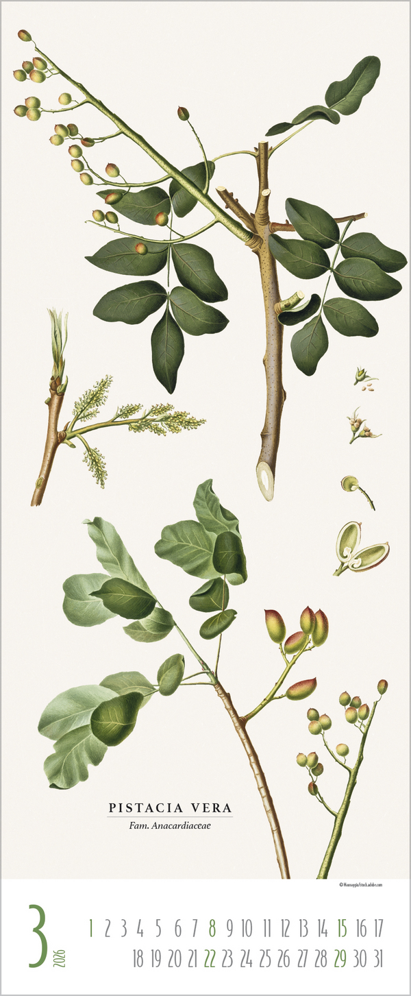 Botanicum 2026, Innenansicht #3