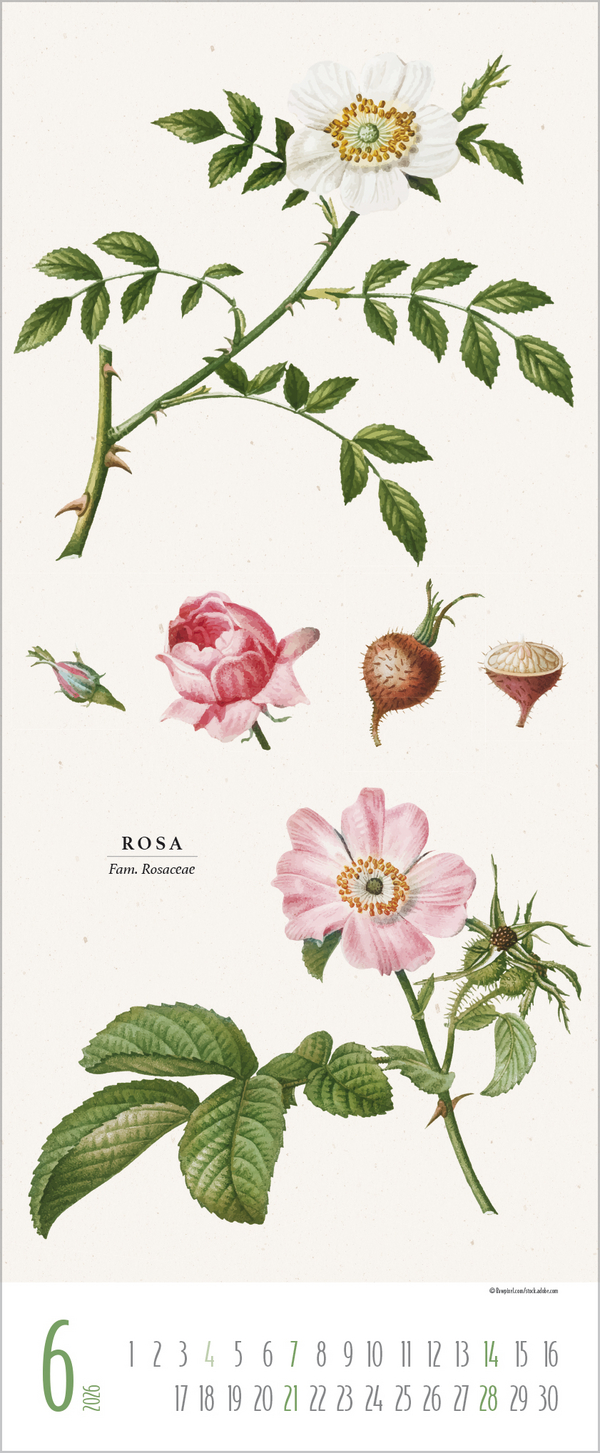 Botanicum 2026, Innenansicht #6