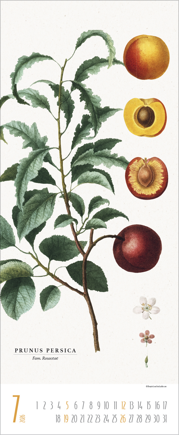 Botanicum 2026, Innenansicht #7