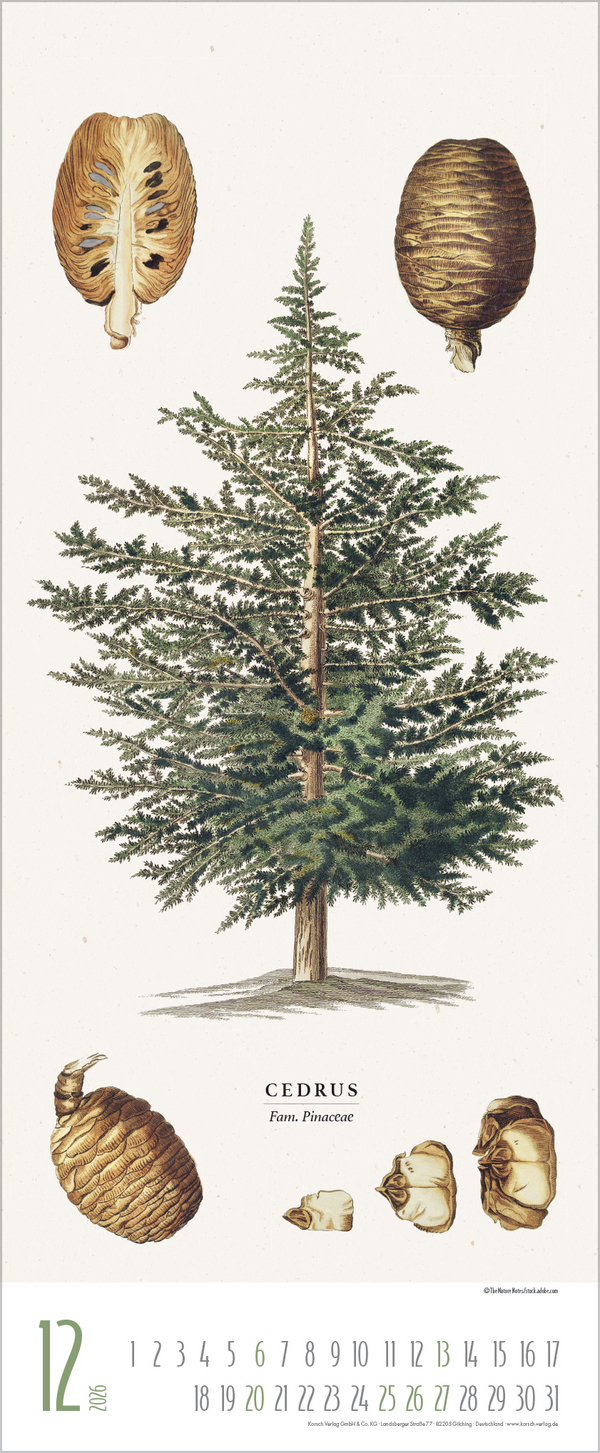 Botanicum 2026, Innenansicht #12