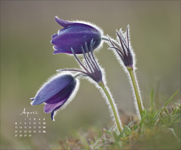 Floral Art 2026, Innenansicht #4