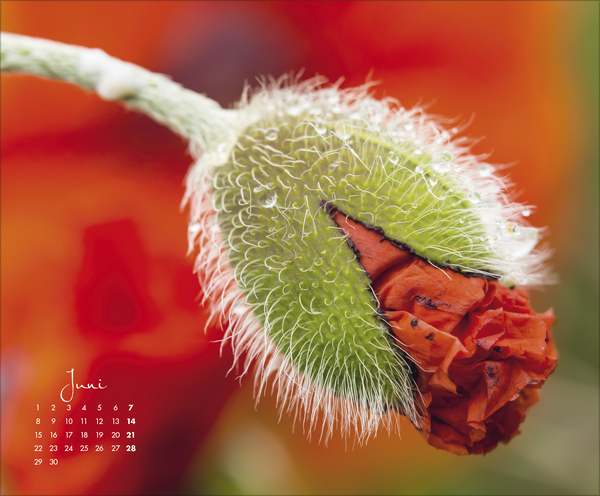 Floral Art 2026, Innenansicht #6