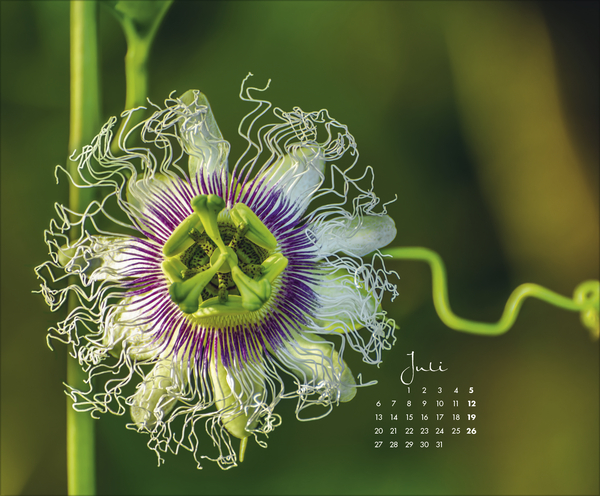 Floral Art 2026, Innenansicht #7