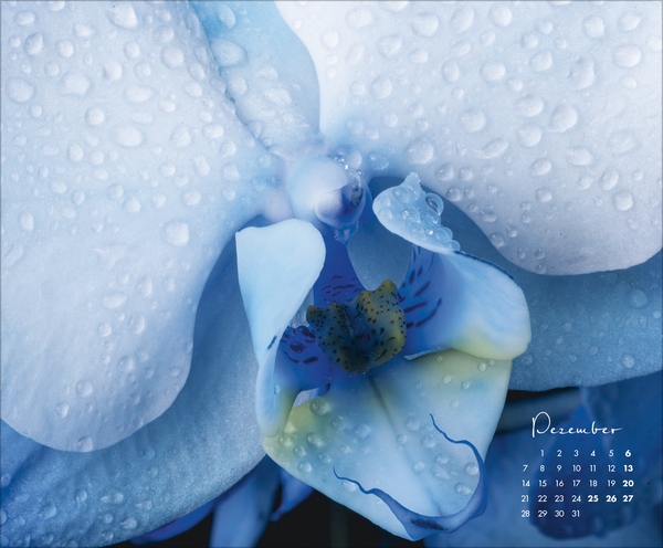 Floral Art 2026, Innenansicht #12