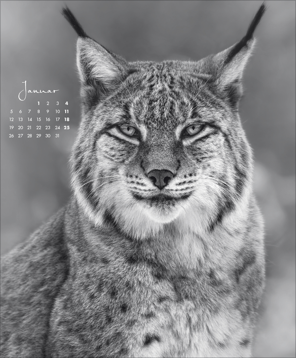 WildLife 2026, Innenansicht #1