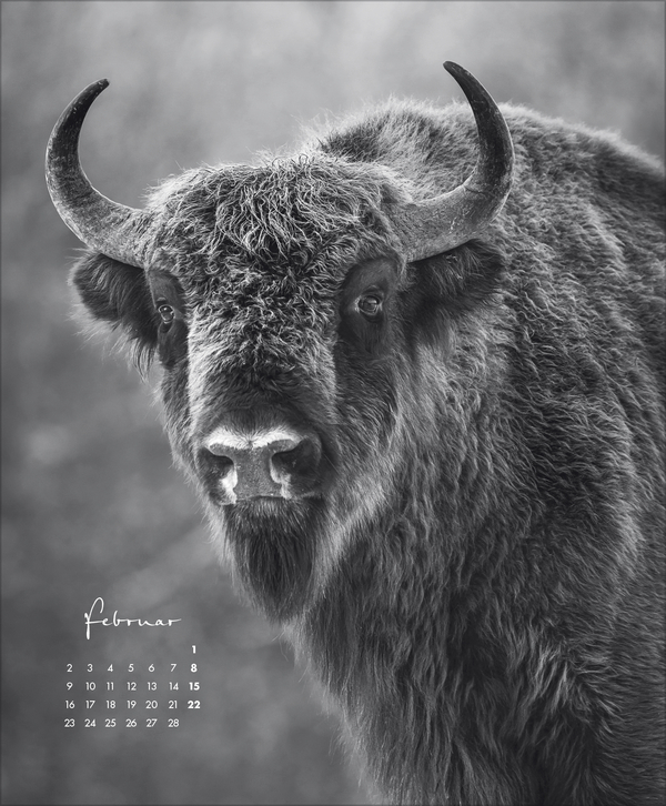 WildLife 2026, Innenansicht #2