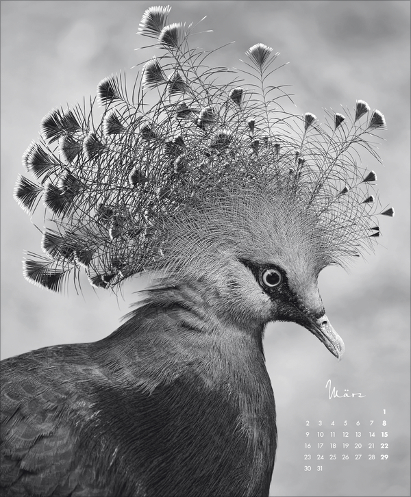 WildLife 2026, Innenansicht #3