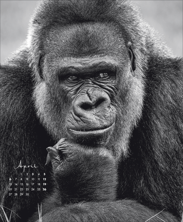 WildLife 2026, Innenansicht #4