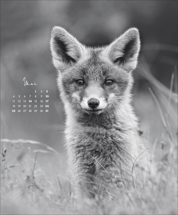 WildLife 2026, Innenansicht #5