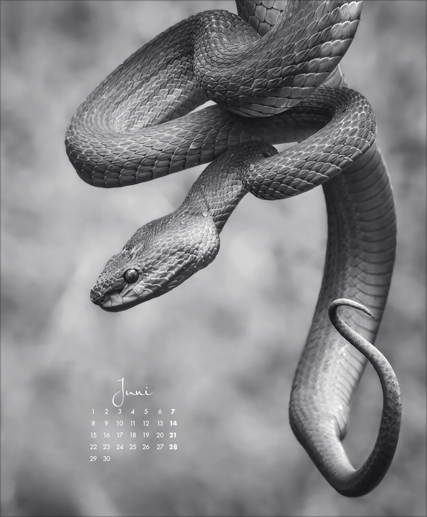 WildLife 2026, Innenansicht #6