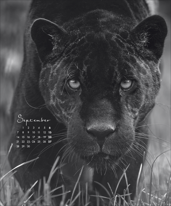 WildLife 2026, Innenansicht #9