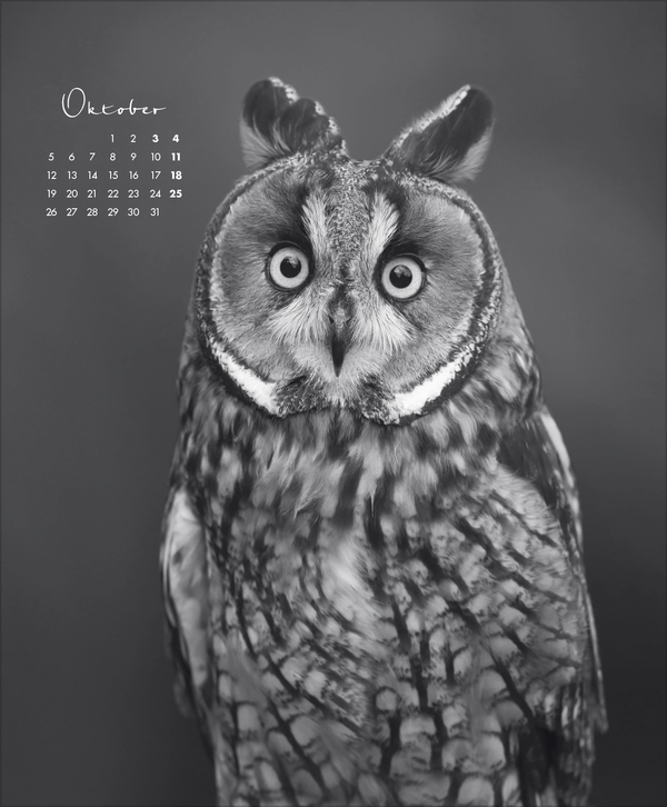 WildLife 2026, Innenansicht #10