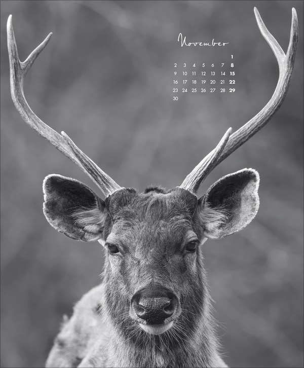 WildLife 2026, Innenansicht #11