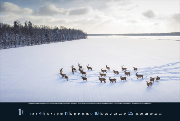 Wilde Tiere - weite Landschaft 2026, Innenansicht #1