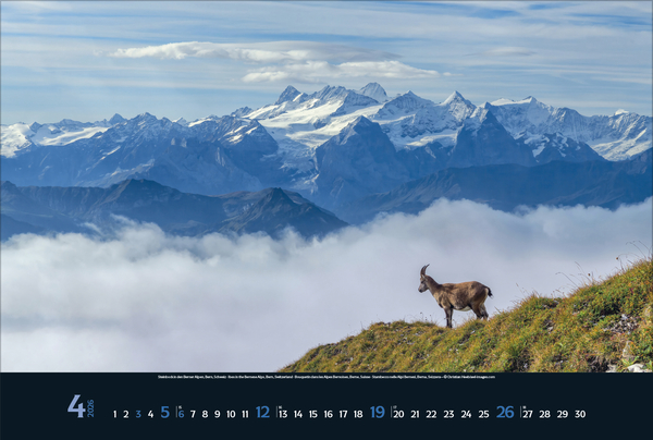 Wilde Tiere - weite Landschaft 2026, Innenansicht #4