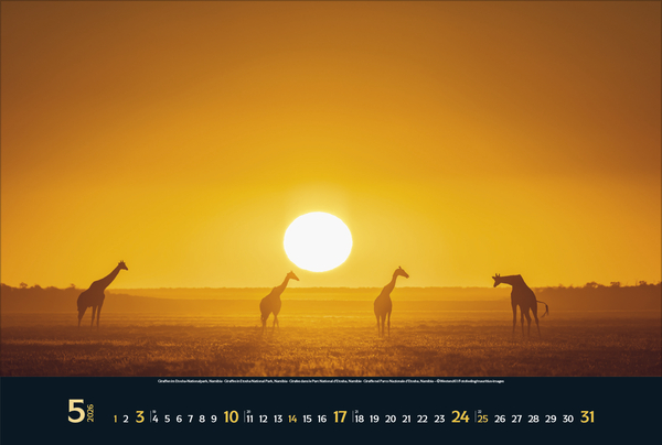 Wilde Tiere - weite Landschaft 2026, Innenansicht #5