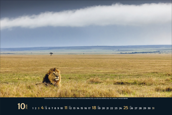 Wilde Tiere - weite Landschaft 2026, Innenansicht #10