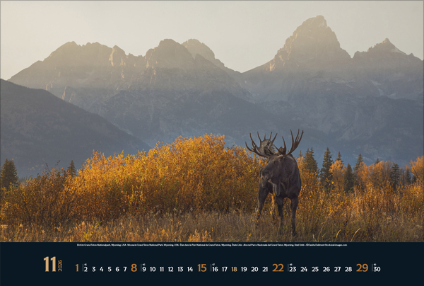Wilde Tiere - weite Landschaft 2026, Innenansicht #11