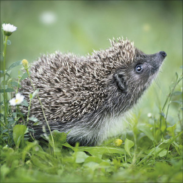 Igel 2026, Innenansicht #2