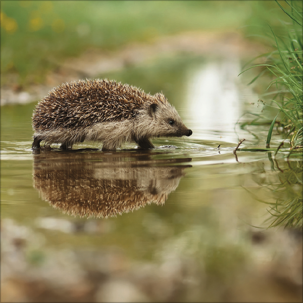 Igel 2026, Innenansicht #3
