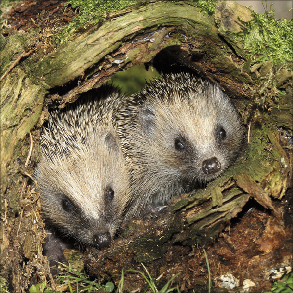 Igel 2026, Innenansicht #4