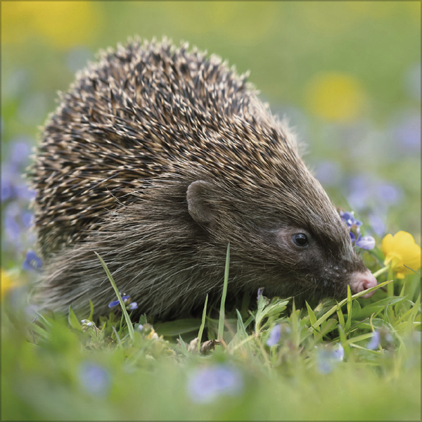 Igel 2026, Innenansicht #5