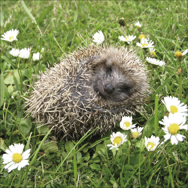 Igel 2026, Innenansicht #6