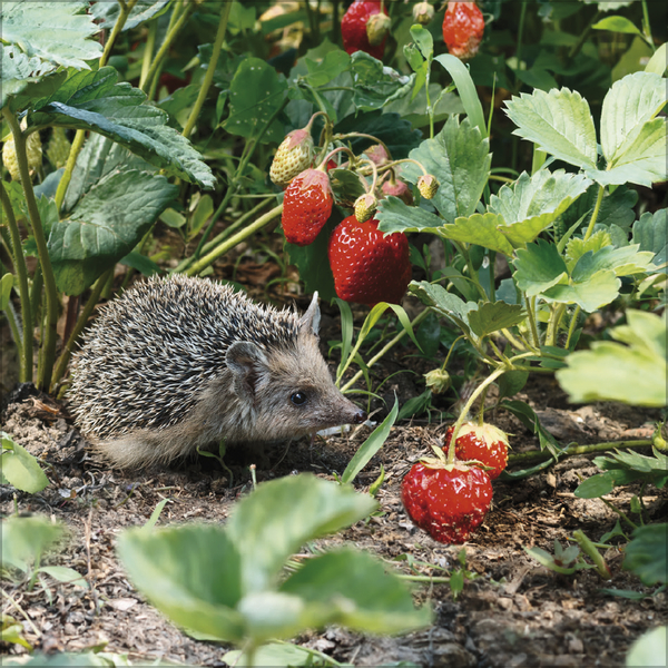 Igel 2026, Innenansicht #7