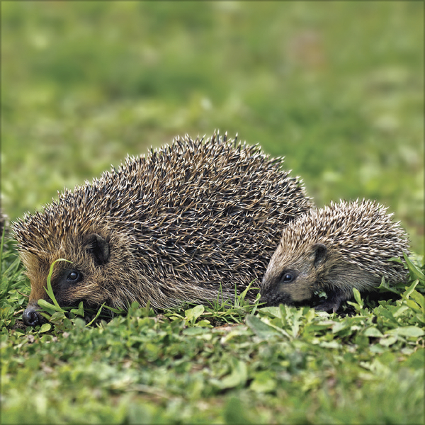 Igel 2026, Innenansicht #8