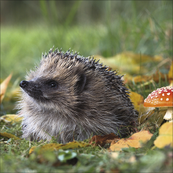 Igel 2026, Innenansicht #9