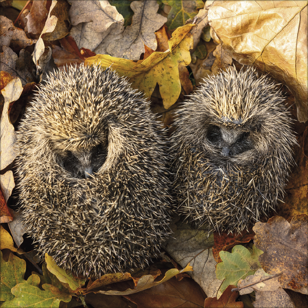 Igel 2026, Innenansicht #10