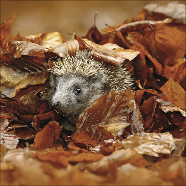 Igel 2026, Innenansicht #11