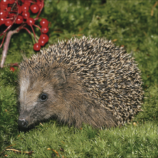 Igel 2026, Innenansicht #12