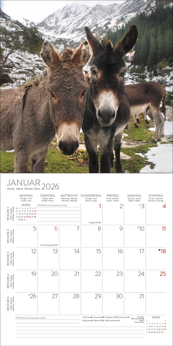 Esel 2026, Innenansicht #1