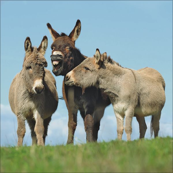 Esel 2026, Innenansicht #2