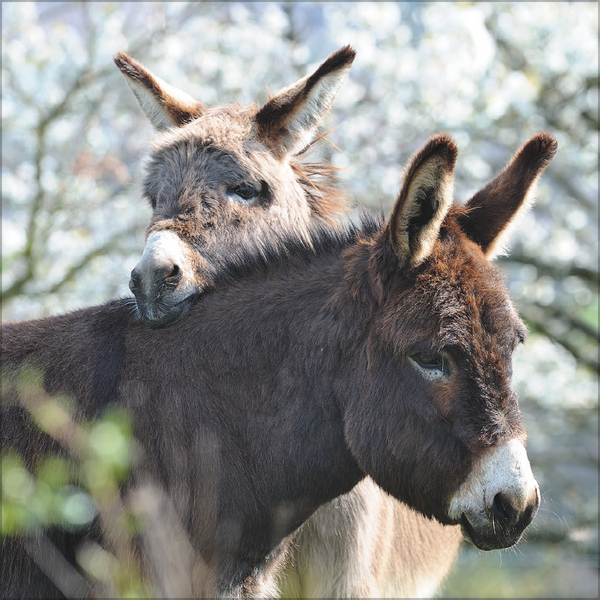 Esel 2026, Innenansicht #3