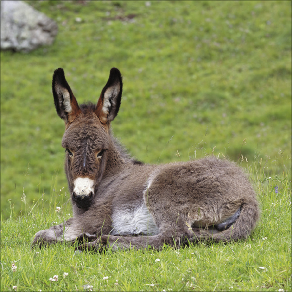 Esel 2026, Innenansicht #4