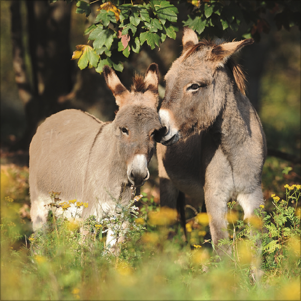 Esel 2026, Innenansicht #5