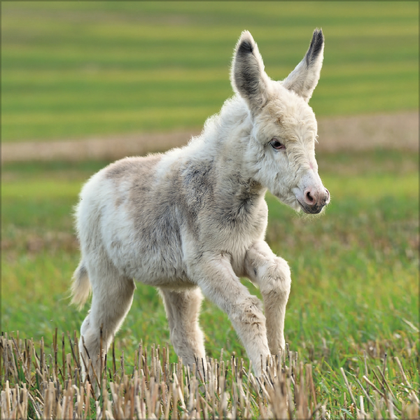 Esel 2026, Innenansicht #6