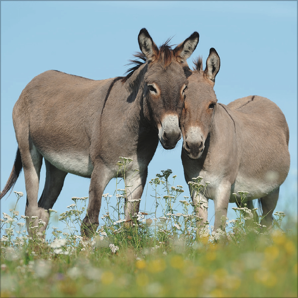 Esel 2026, Innenansicht #7