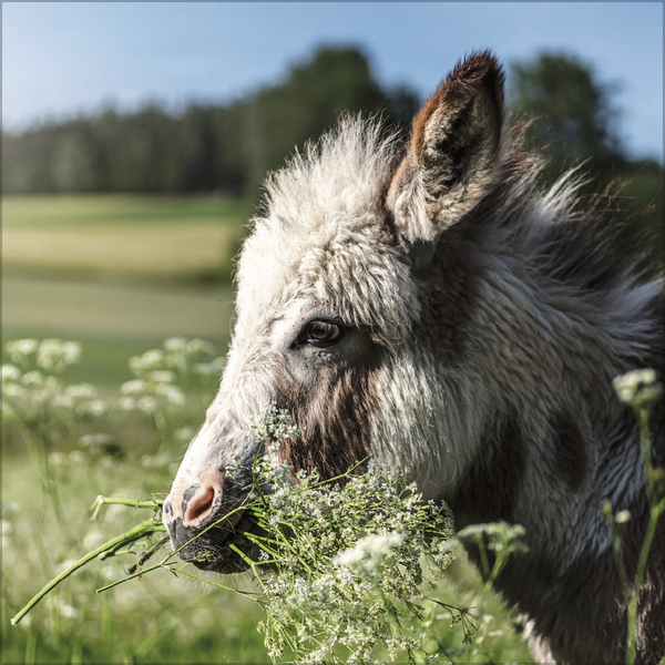 Esel 2026, Innenansicht #8