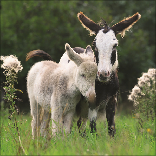 Esel 2026, Innenansicht #10