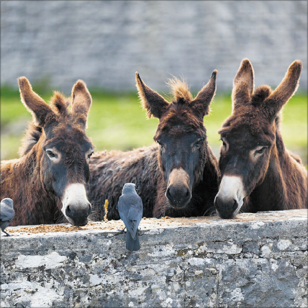 Esel 2026, Innenansicht #11