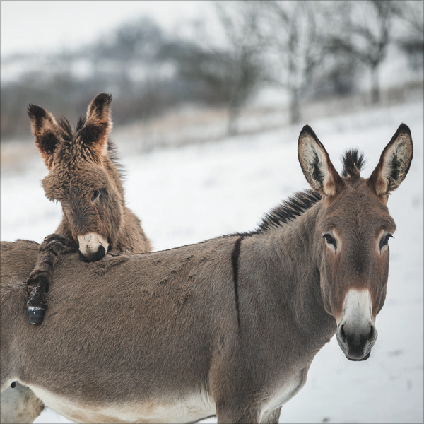 Esel 2026, Innenansicht #12