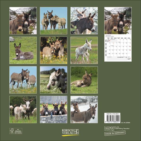 Esel 2026, Innenansicht #13