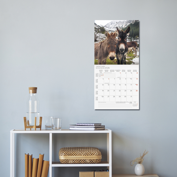 Esel 2026, Innenansicht #16