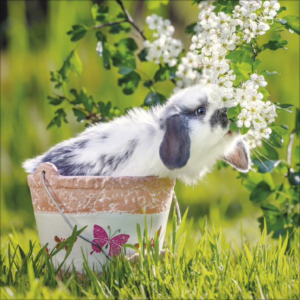 Kaninchen 2026, Innenansicht #3